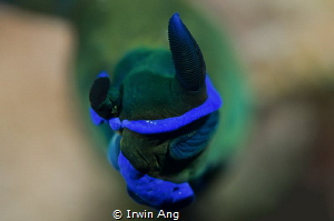B O K E H
Nudibranch (Tambja morosa)
Lembeh Strait, Ind... by Irwin Ang 
